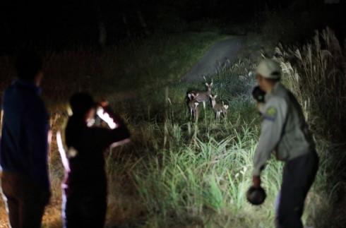 Wildlife Night Drive